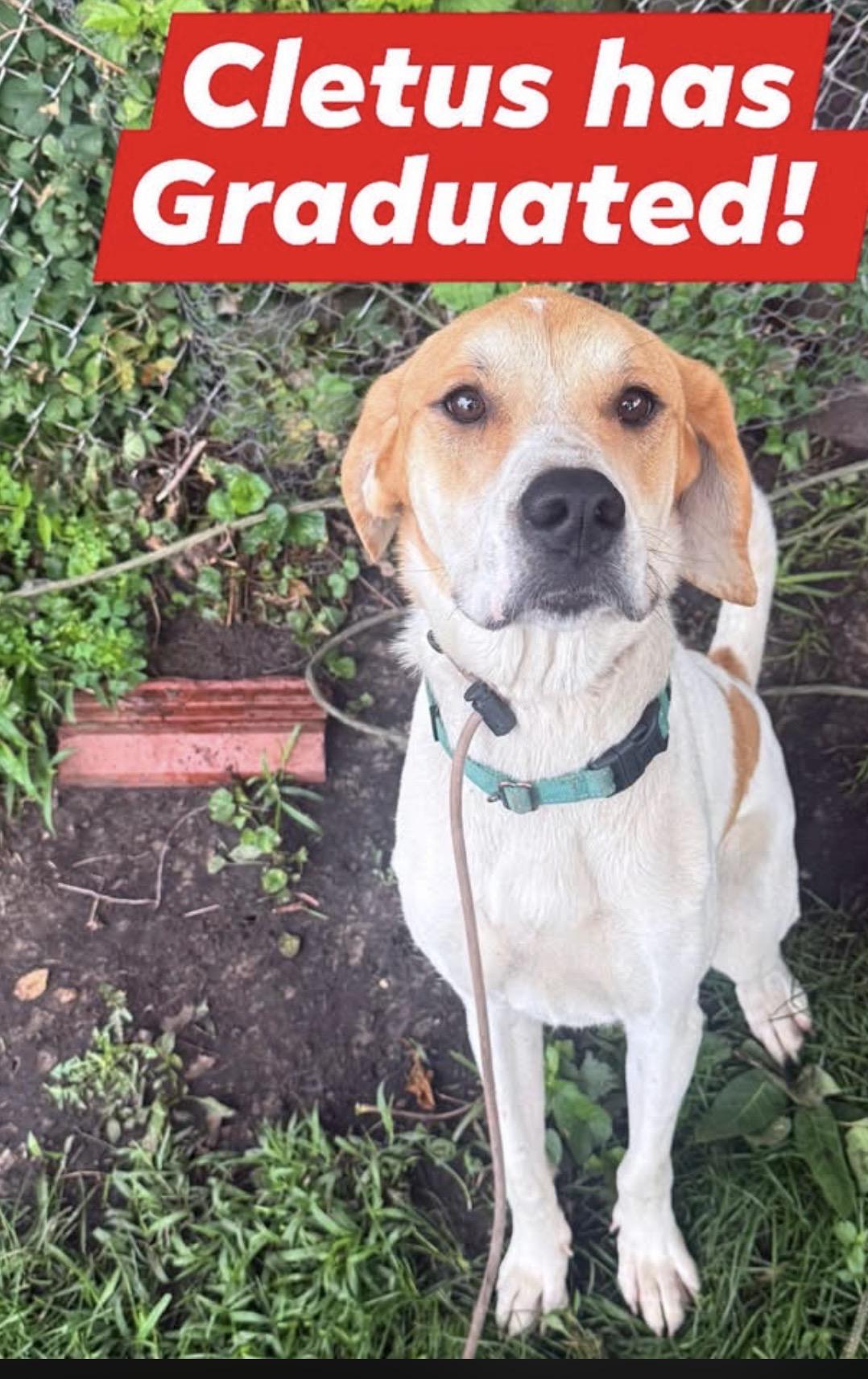 Enlarge Cletus, a Adoptable mixed breed in merrillville, IN image 6/6