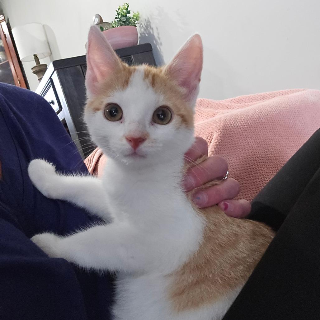 Ringo, Adoptable, Kitten Male Domestic Short Hair.