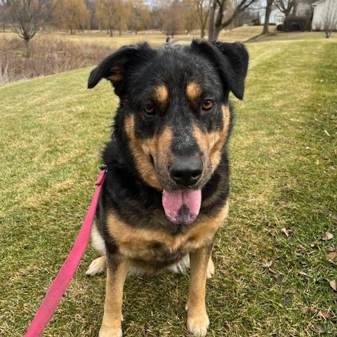 Stevie, Adoptable, Adult Female Catahoula Leopard Dog.