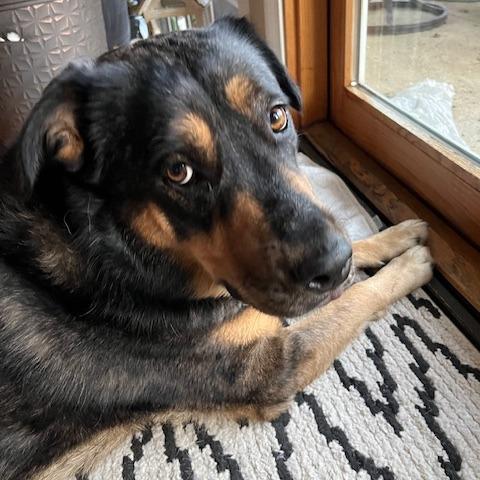 Enlarge Stevie, a Adoptable mixed breed in Deerfield, IL image 1/5