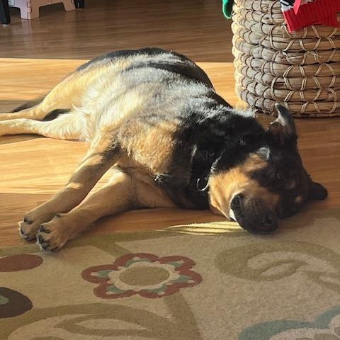 Enlarge Stevie, a Adoptable mixed breed in Deerfield, IL image 2/6