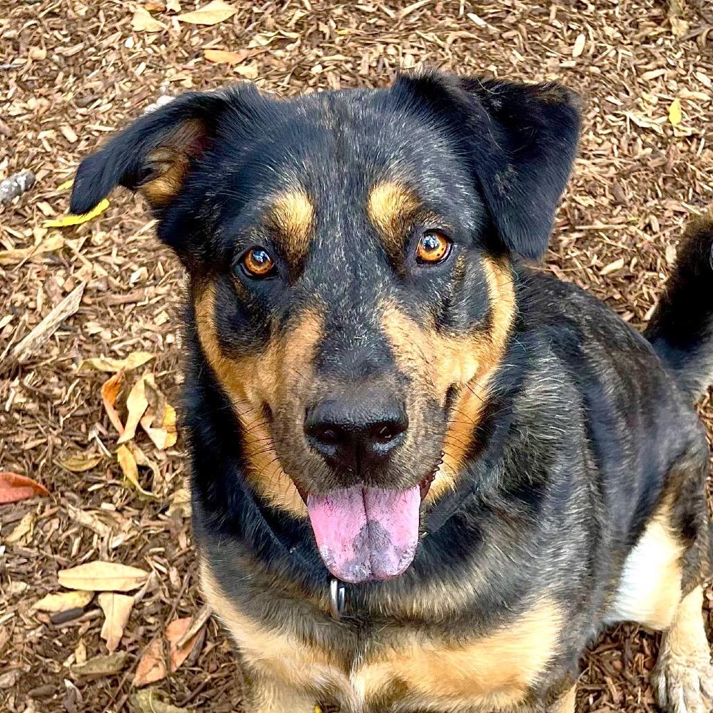 Stevie, Adoptable, Adult Female Catahoula Leopard Dog.