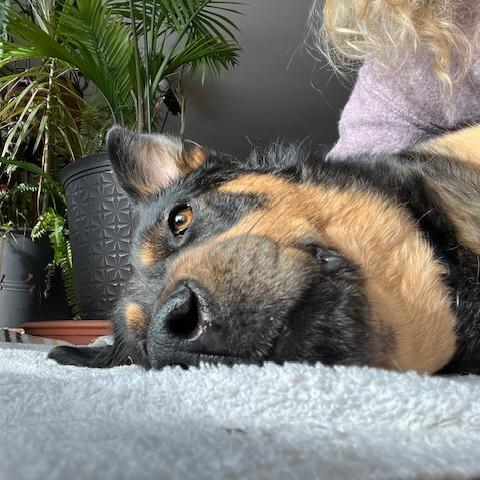 Enlarge Stevie, a Adoptable mixed breed in Deerfield, IL image 4/6