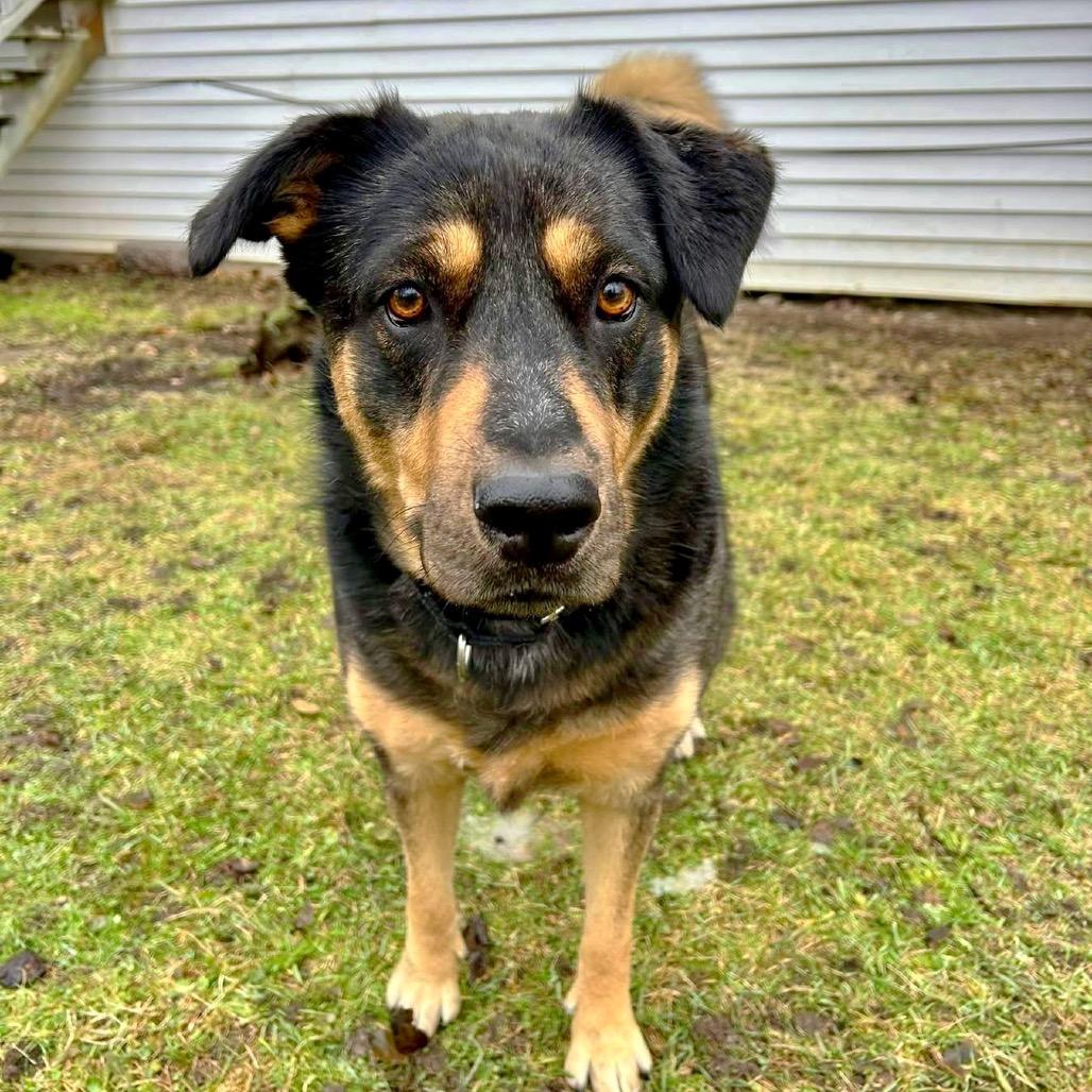 Stevie, Adoptable, Adult Female Catahoula Leopard Dog.
