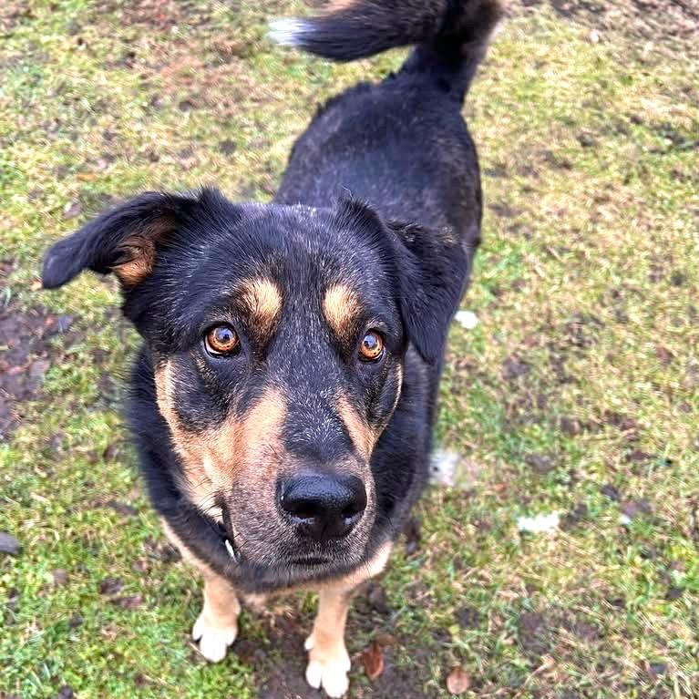 Enlarge Stevie, a Adoptable mixed breed in Deerfield, IL image 3/5