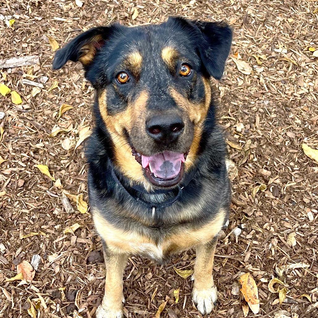 Enlarge Stevie, a Adoptable mixed breed in Deerfield, IL image 4/5