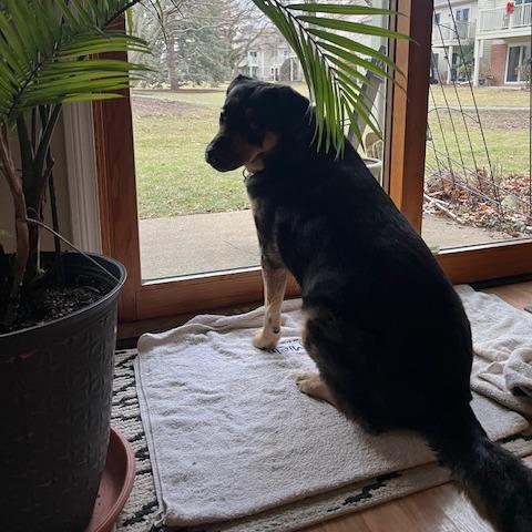 Stevie, a Adoptable mixed breed in Deerfield, IL image 3/6