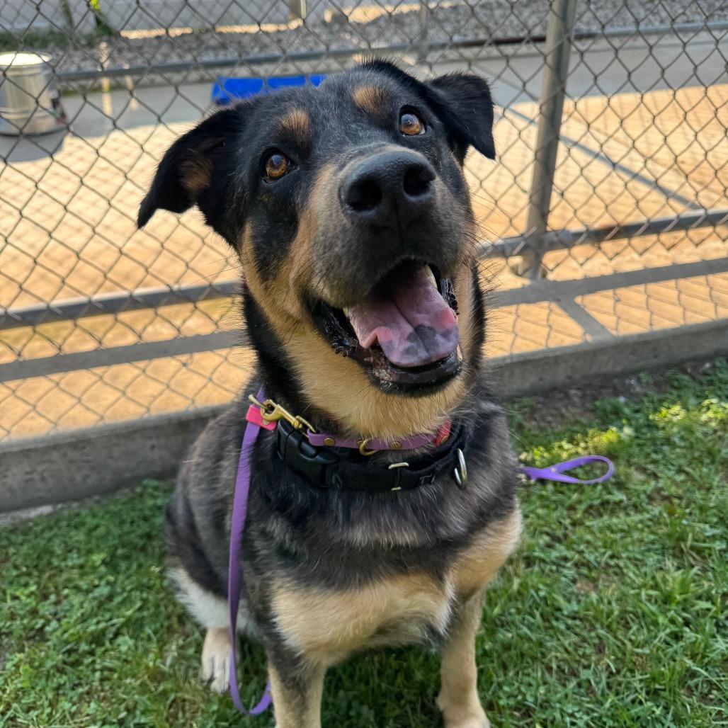 Enlarge Stevie, a Adoptable mixed breed in Deerfield, IL image 4/6