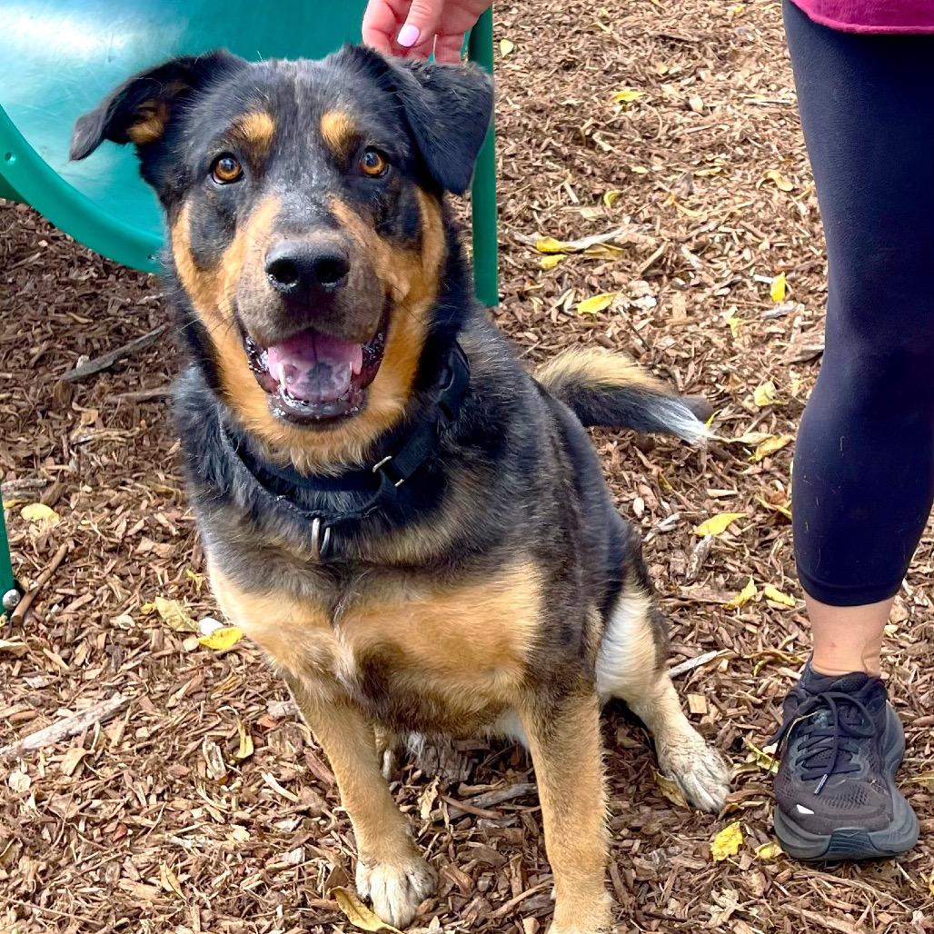 Stevie, a Adoptable mixed breed in Deerfield, IL image 5/6