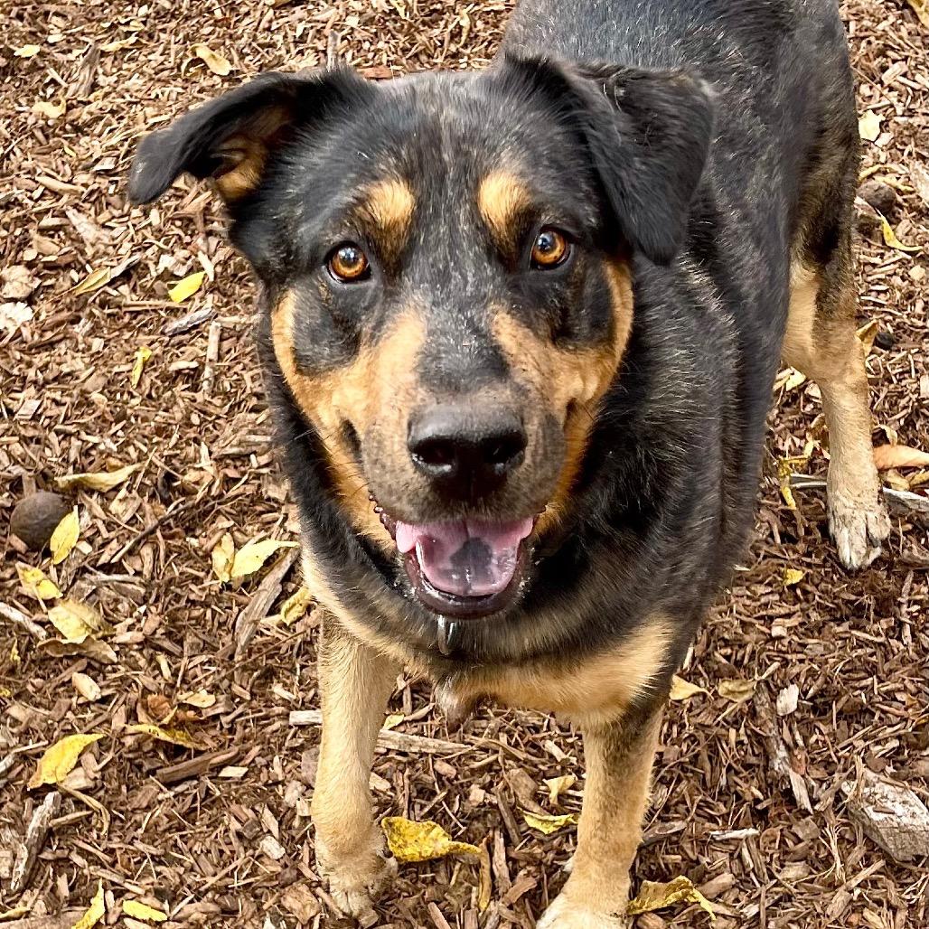 Enlarge Stevie, a Adoptable mixed breed in Deerfield, IL image 5/5
