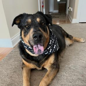 Enlarge Stevie, a Adoptable mixed breed in Deerfield, IL image 6/6