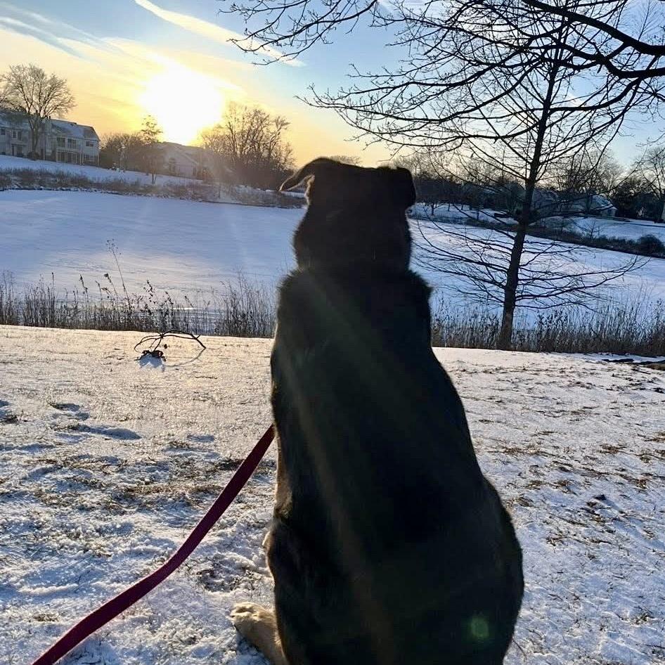 Enlarge Stevie, a Adoptable mixed breed in Deerfield, IL image 4/4