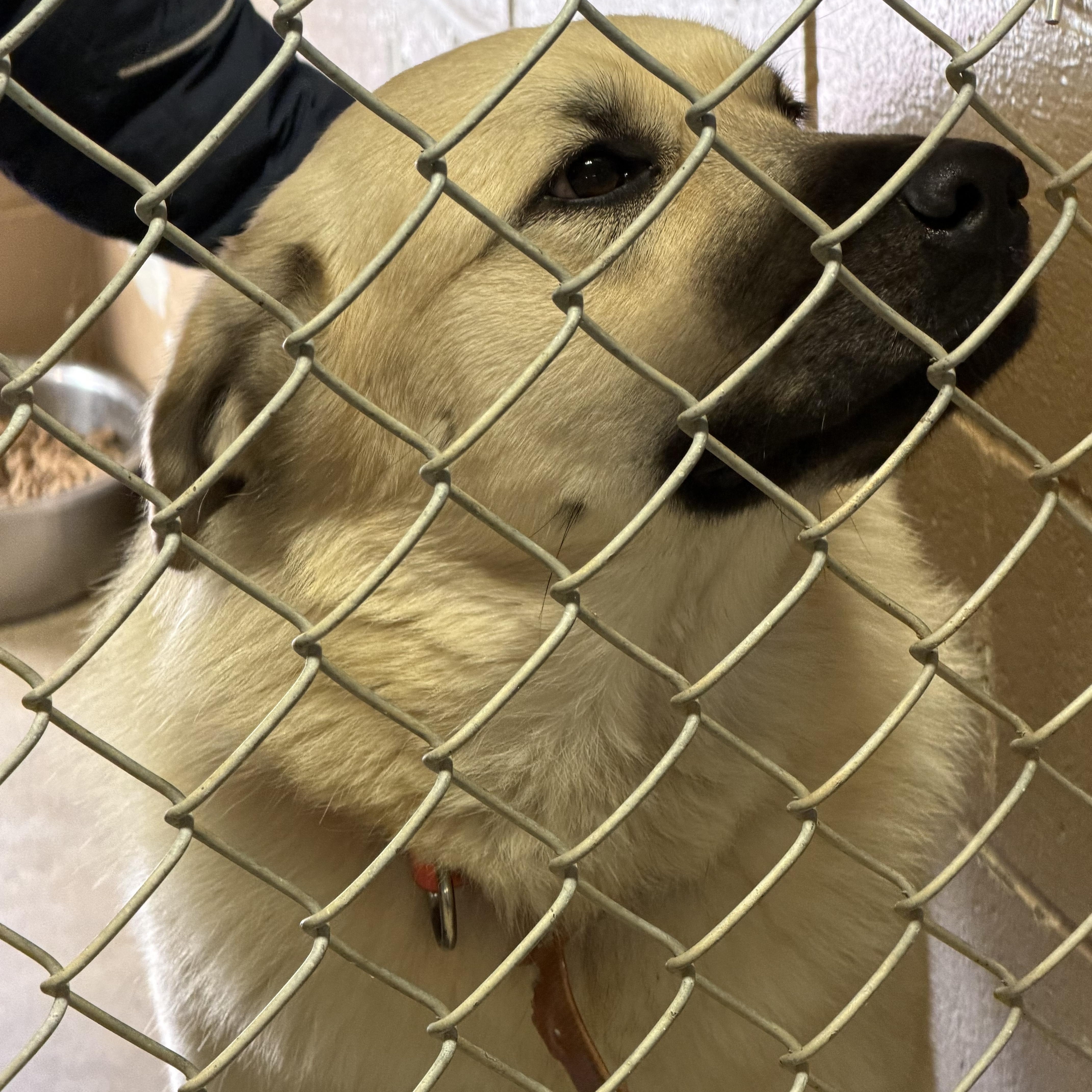 MAXIE — thumbnail 2