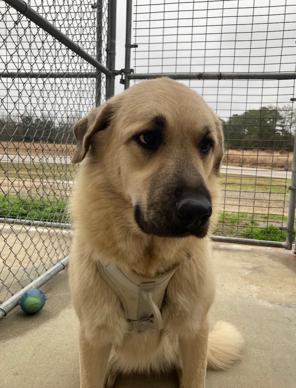 MAXIE — thumbnail 3