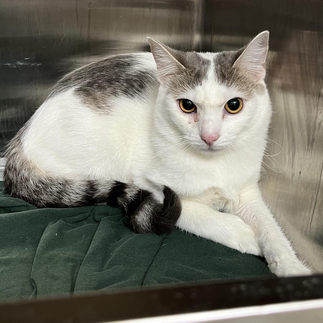 Tinkerbell FKA Alina, Adoptable, Young Female Domestic Short Hair.