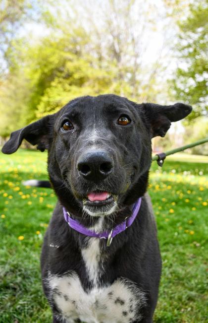 CeeCee, a Adoptable mixed breed in Yakima, WA image 2/3