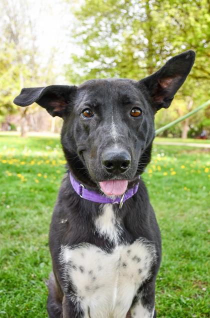 Enlarge CeeCee, a Adoptable mixed breed in Yakima, WA image 1/3