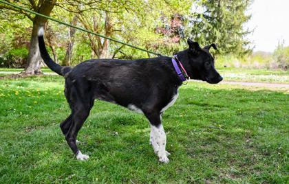 Enlarge CeeCee, a Adoptable mixed breed in Yakima, WA image 3/3
