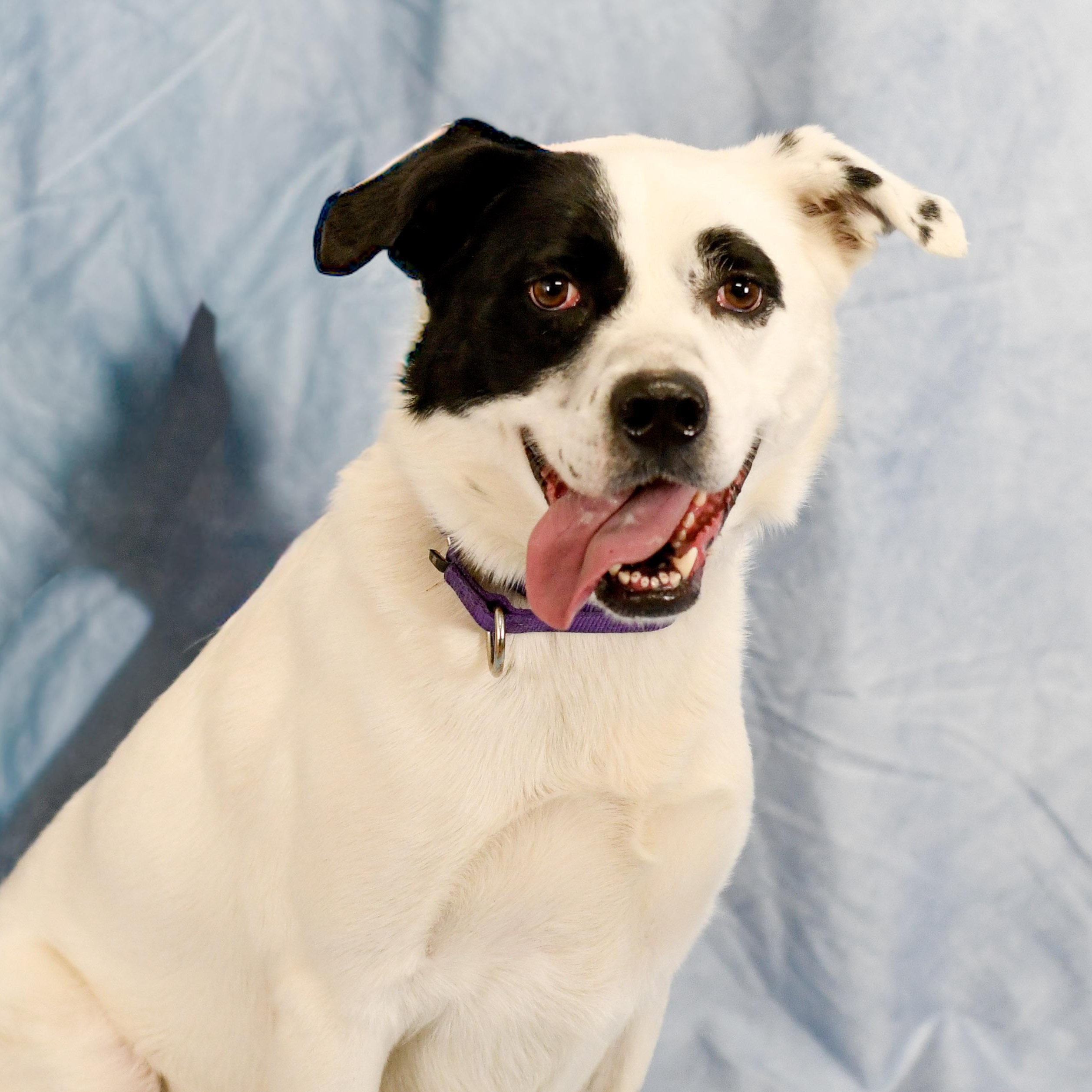 Enlarge Chewy, a ADOPTABLE mixed breed in Defuniak Springs, FL image 1/4
