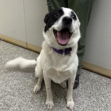 Chewy, ADOPTABLE, Adult Male Collie.