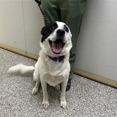 Enlarge Chewy, a ADOPTABLE mixed breed in Defuniak Springs, FL image 3/4