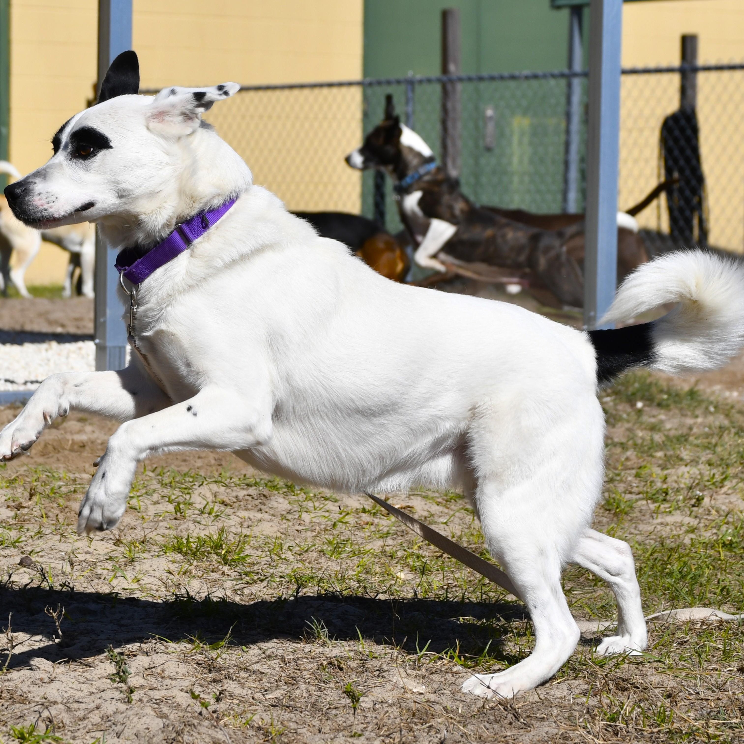 Enlarge Chewy, a ADOPTABLE mixed breed in Defuniak Springs, FL image 2/4