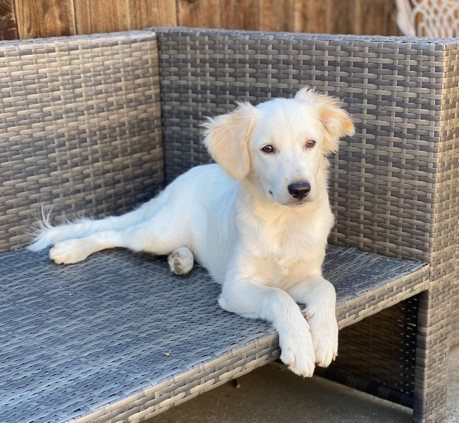 Enlarge Lou, a Adoptable mixed breed in Woodland, CA image 1/3