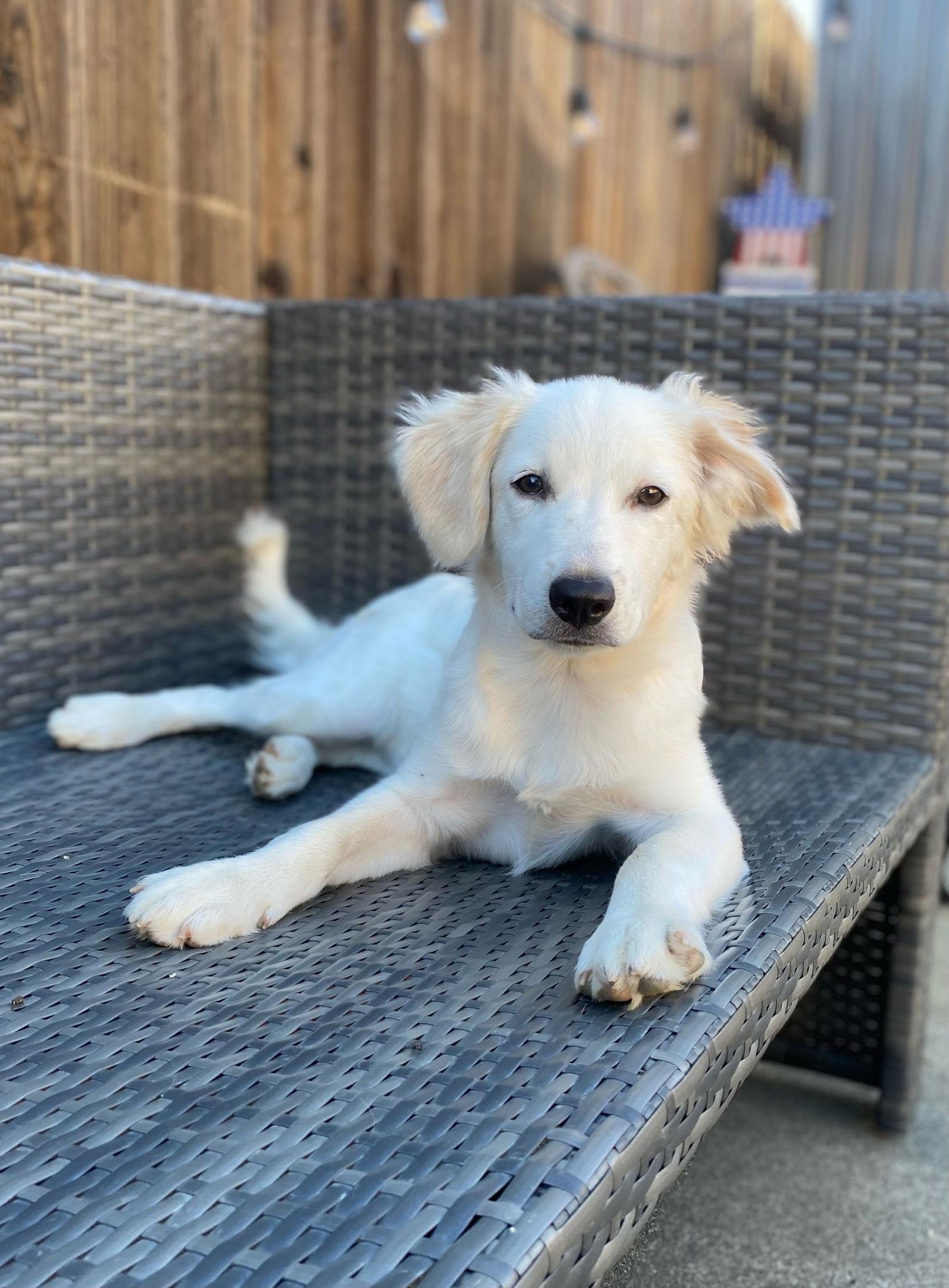 Enlarge Lou, a Adoptable mixed breed in Woodland, CA image 3/3