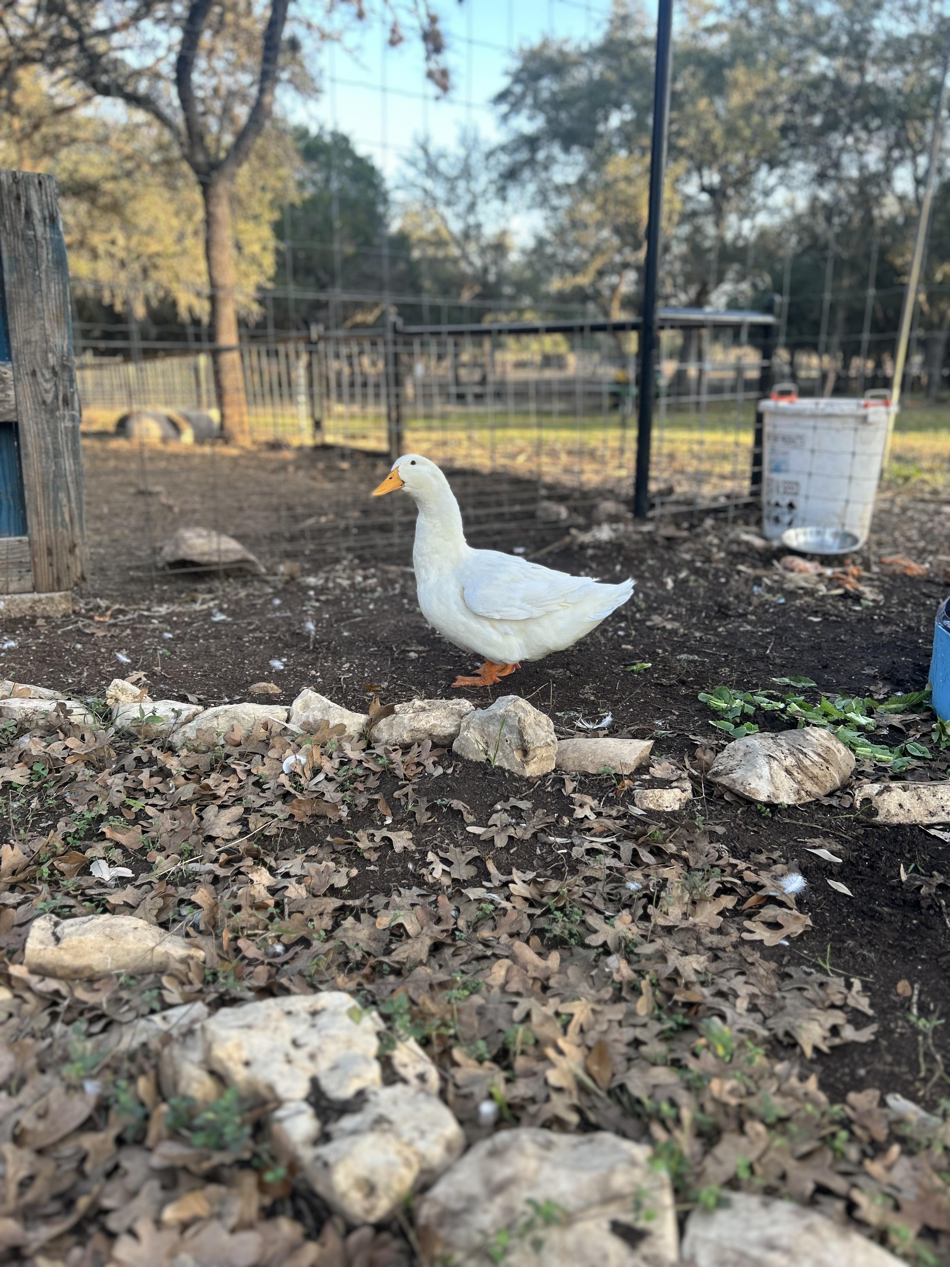 Enlarge Carole, an adopted Duck in Bulverde, TX image 3/3