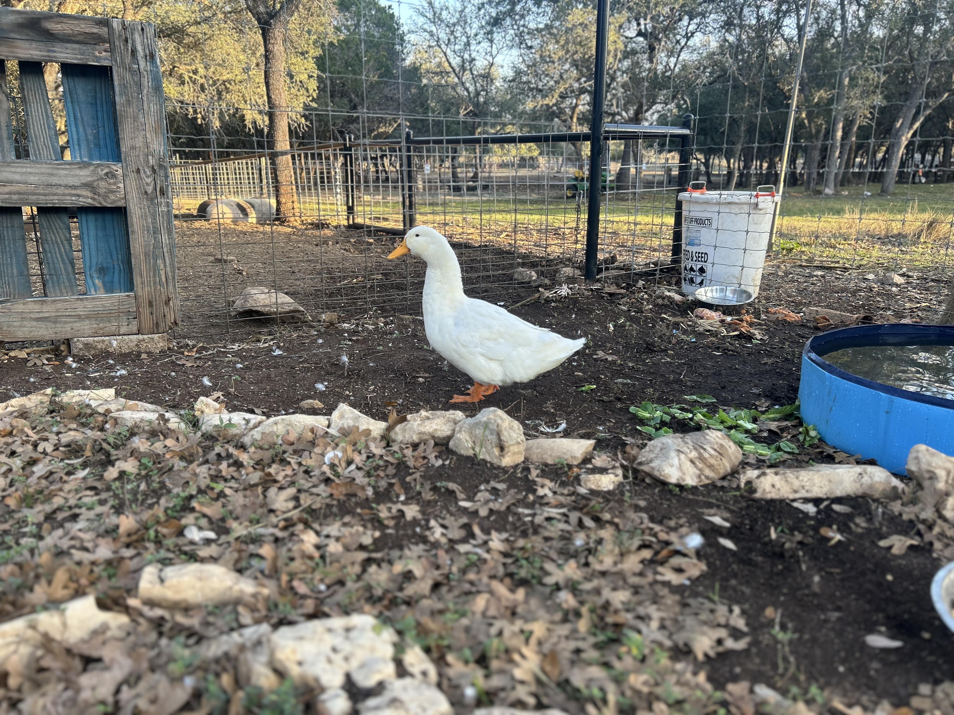 Carole, adopted, Adult Unknown Duck.