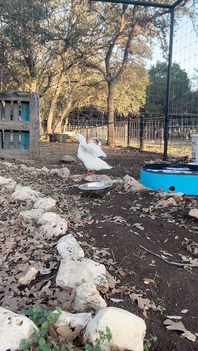 Enlarge Carole, an adopted Duck in Bulverde, TX video 2/3