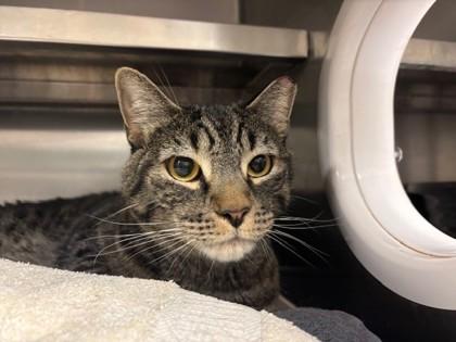 Huck, Adoptable, Young Male Domestic Short Hair & Domestic Short Hair.