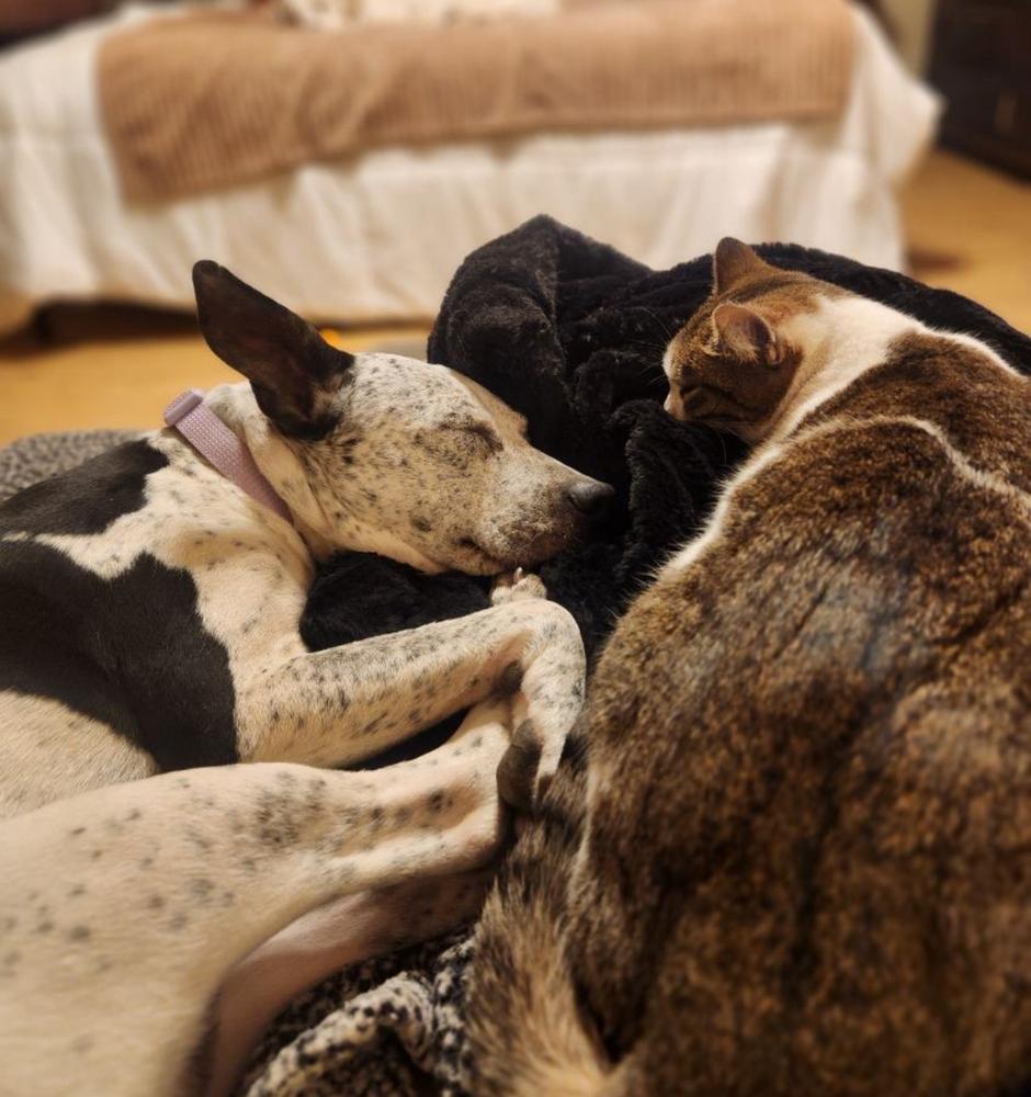 Bessie, Adoptable, Puppy Female Australian Cattle Dog / Blue Heeler.