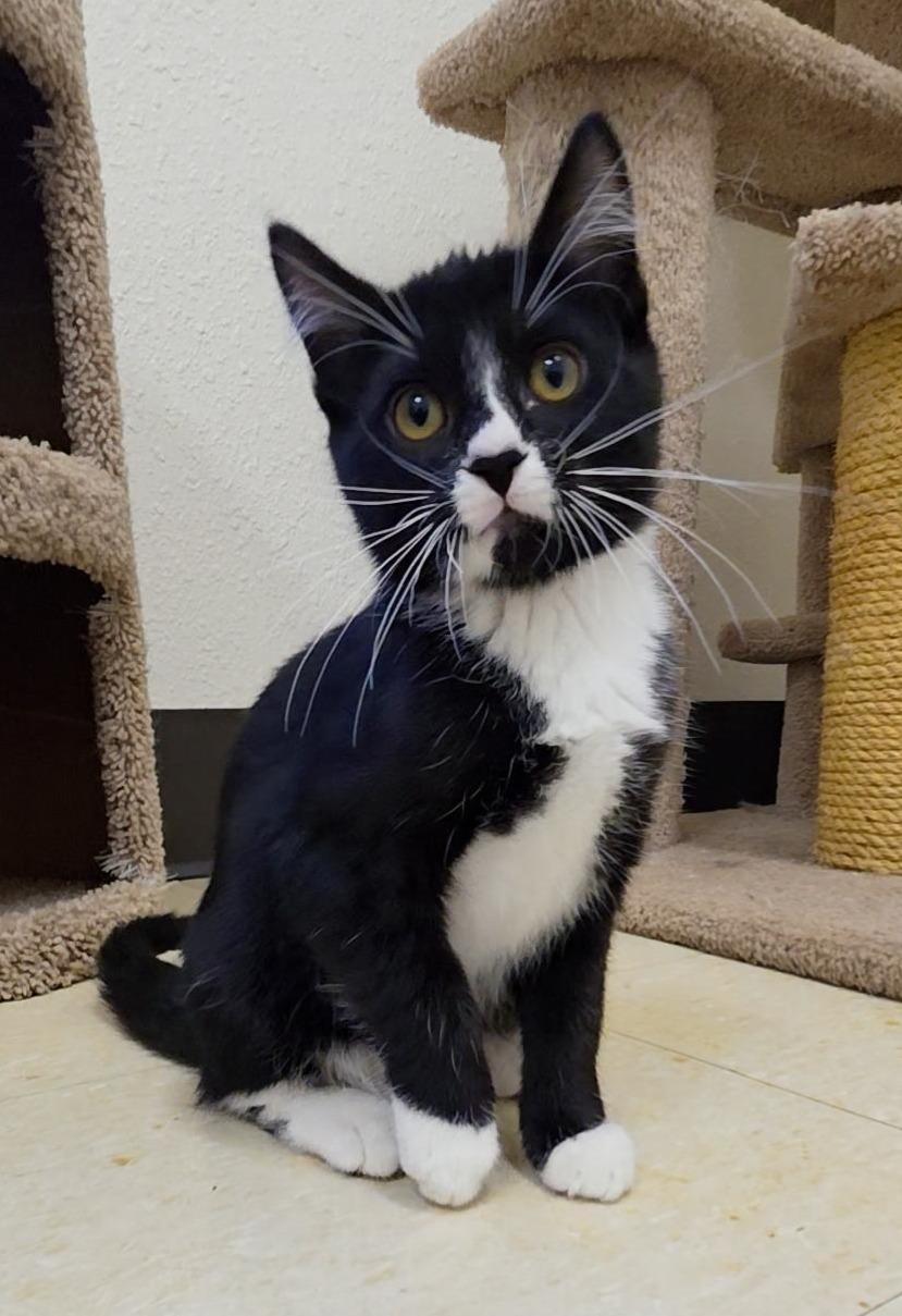 Whiplash, an adopted Domestic Short Hair in Red Wing, MN image 1/4