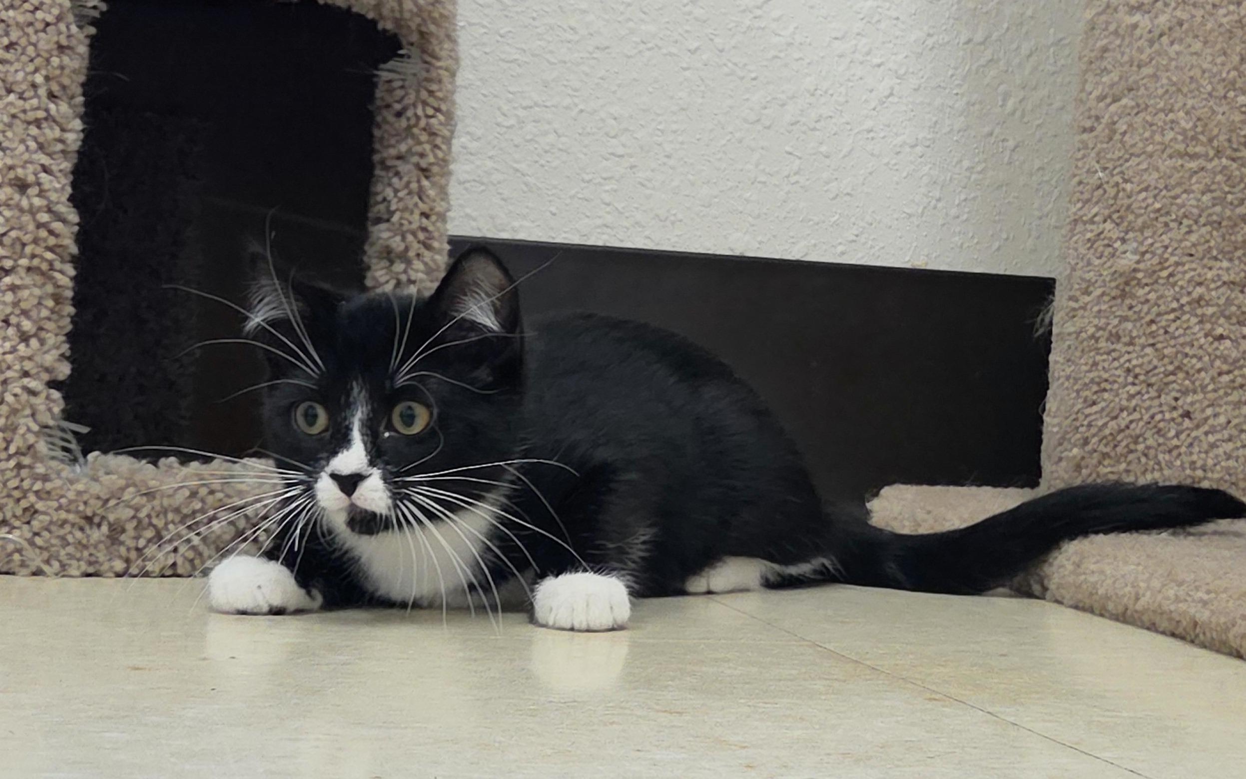 Whiplash, an adopted Domestic Short Hair in Red Wing, MN image 2/4