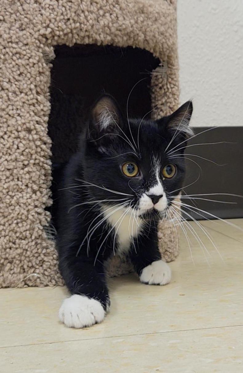 Whiplash, an adopted Domestic Short Hair in Red Wing, MN image 3/4