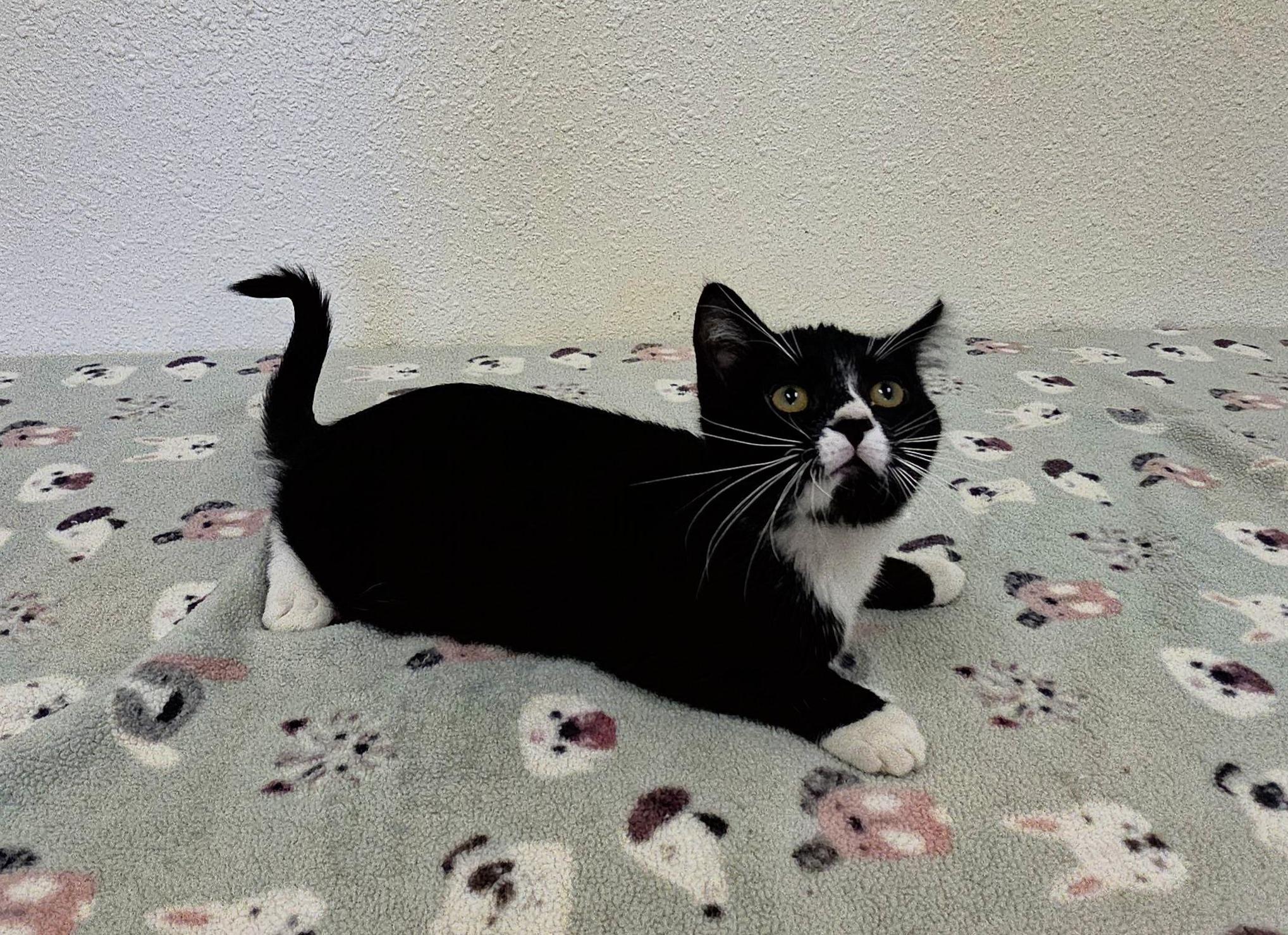 Whiplash, an adopted Domestic Short Hair in Red Wing, MN image 4/4