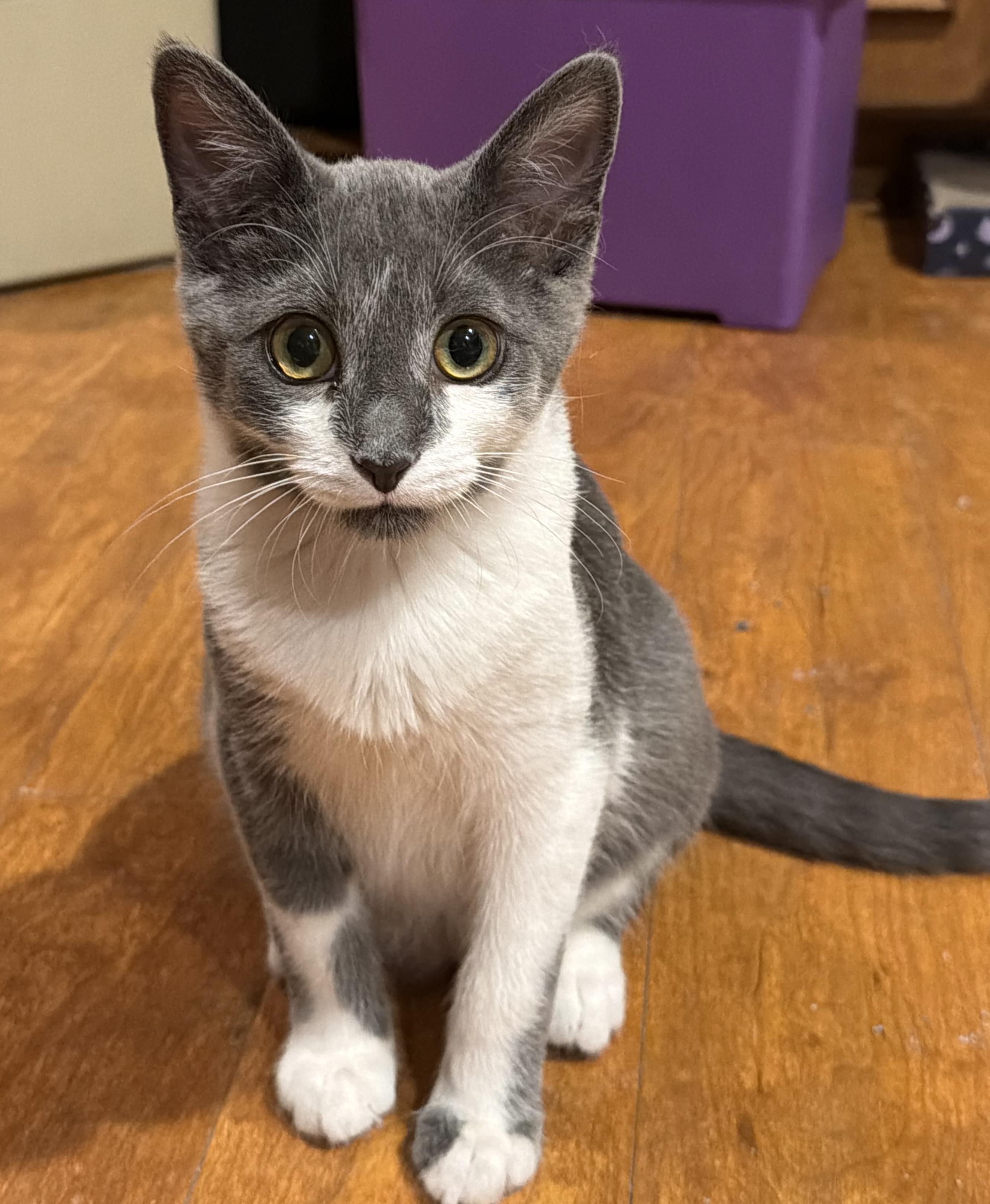 Enlarge Pauly, a ADOPTABLE Domestic Short Hair in Williamsville, NY image 1/1