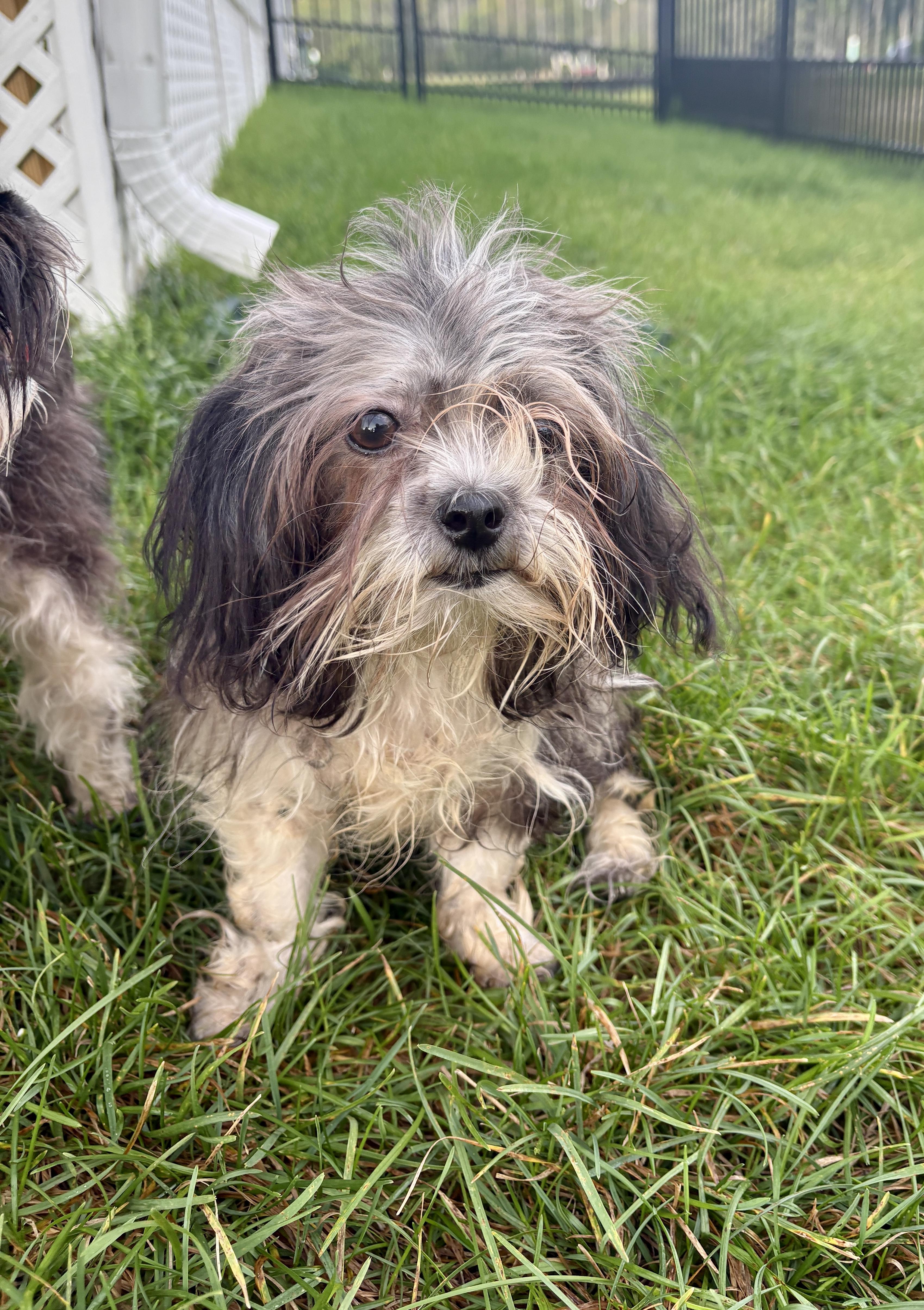 Enlarge Violet, a Adoptable mixed breed in Lewes, DE image 3/3