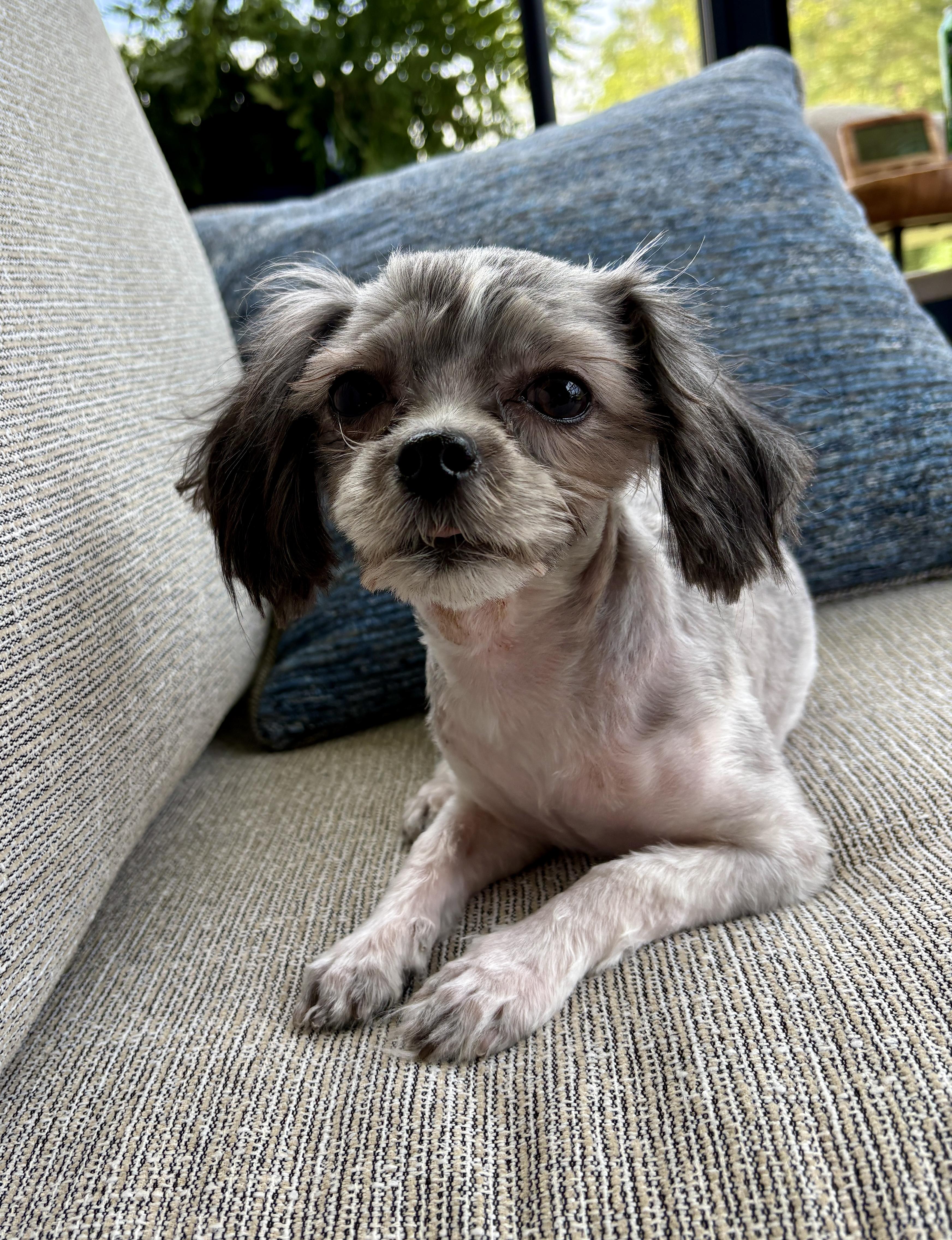 Enlarge Violet, a Adoptable mixed breed in Lewes, DE image 2/3