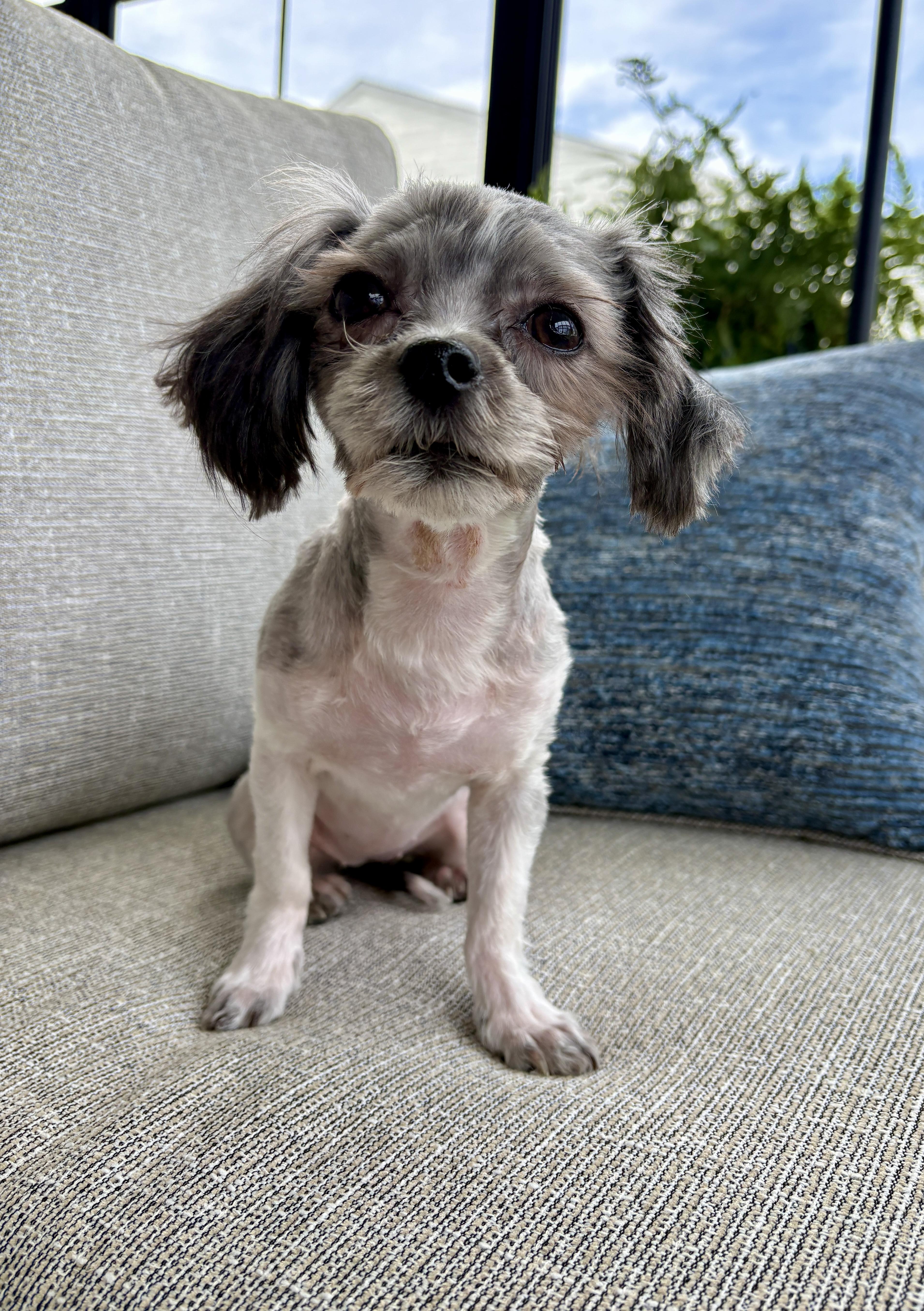 Violet, Adoptable, Puppy Female Shih Tzu & Maltese.