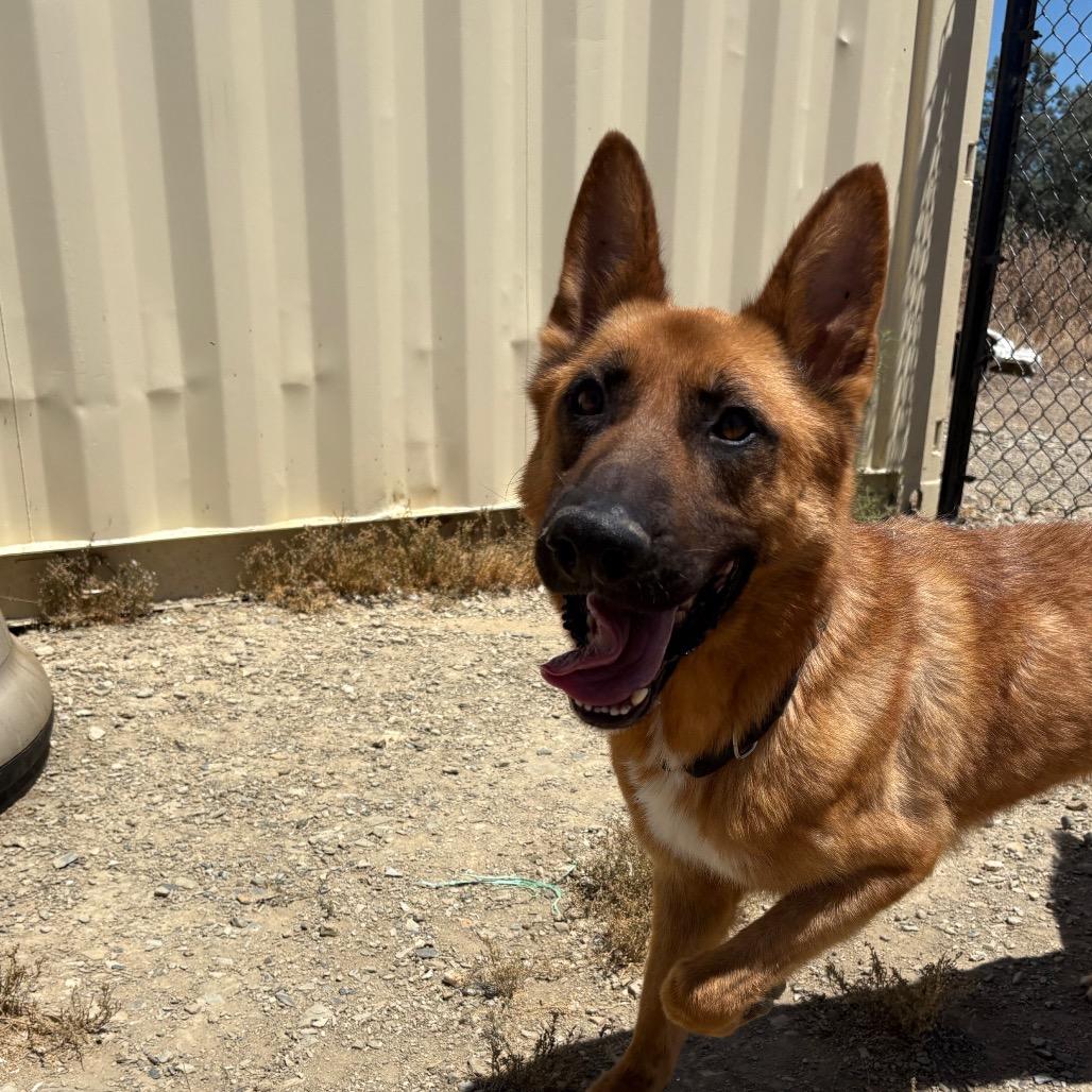 Decker, Adoptable, Senior Male German Shepherd Dog.