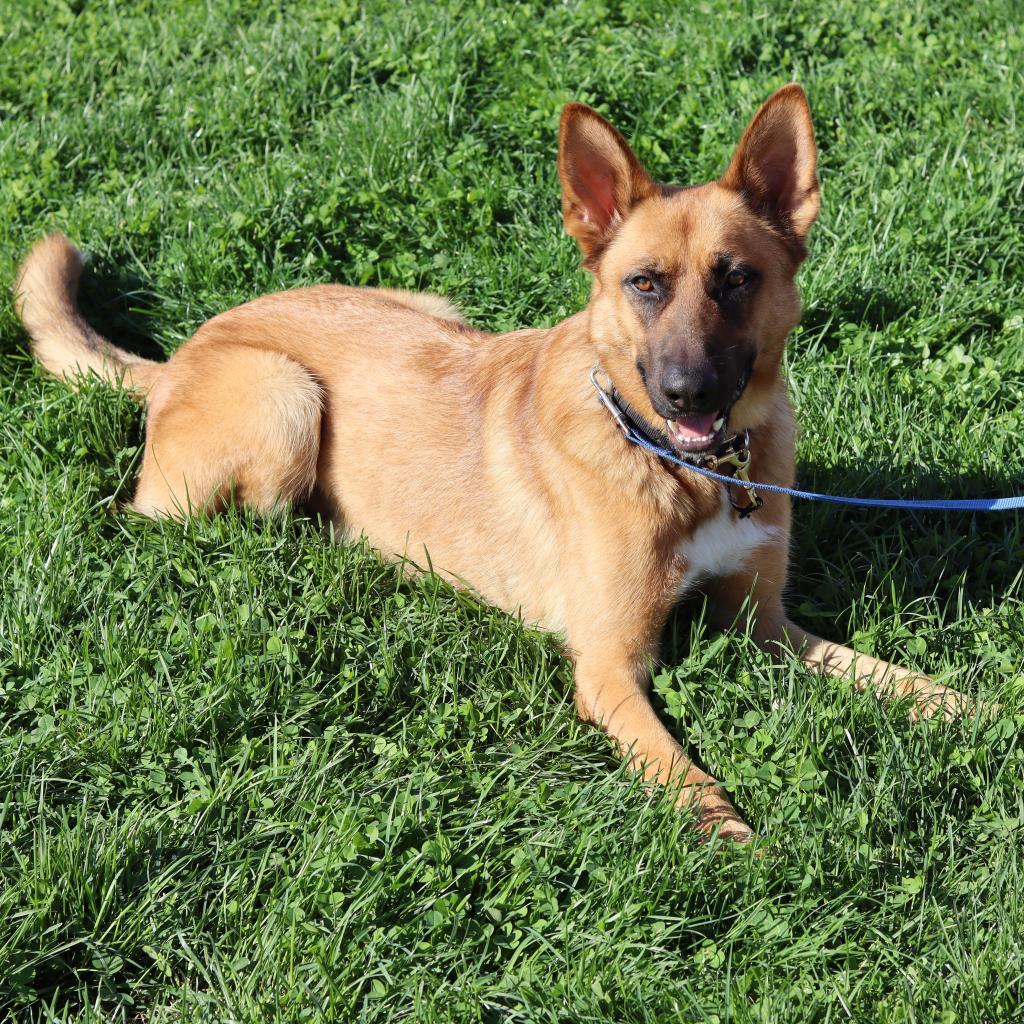 Decker, a Adoptable German Shepherd Dog in Ione, CA image 2/4