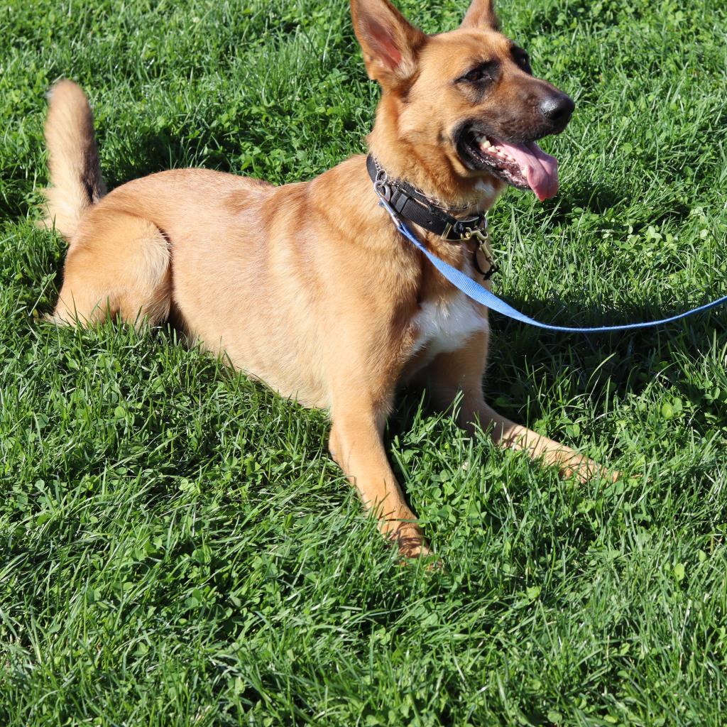Decker, Adoptable, Adult Male German Shepherd Dog.