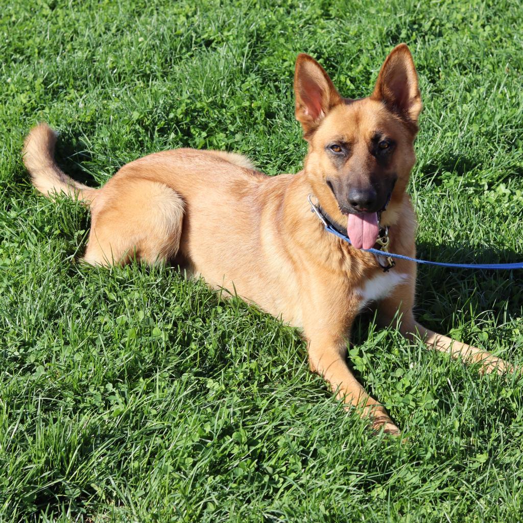 Enlarge Decker, a Adoptable German Shepherd Dog in Ione, CA image 2/4
