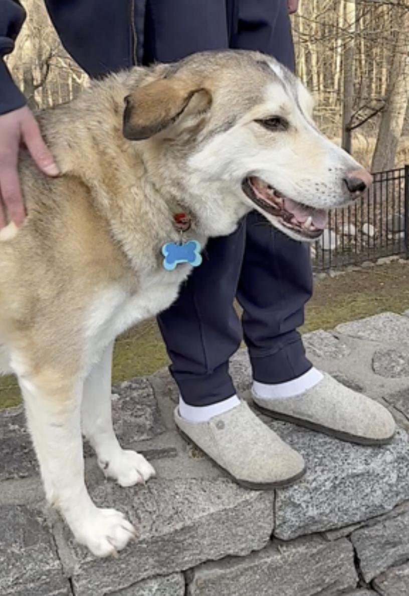 Kippa — thumbnail 4