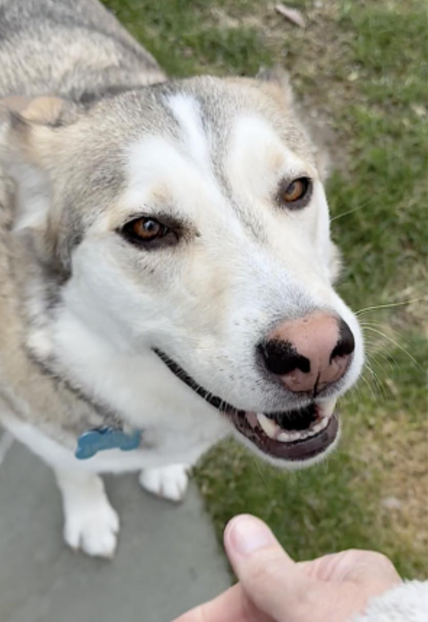 Kippa — thumbnail 5