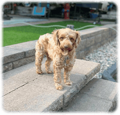 Val-Has Been Adopted, Adopted, Young Female Goldendoodle & Poodle.