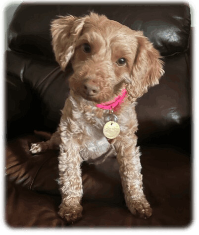 Enlarge Val-Has Been Adopted, a Adopted mixed breed in Miamisburg, OH image 3/11