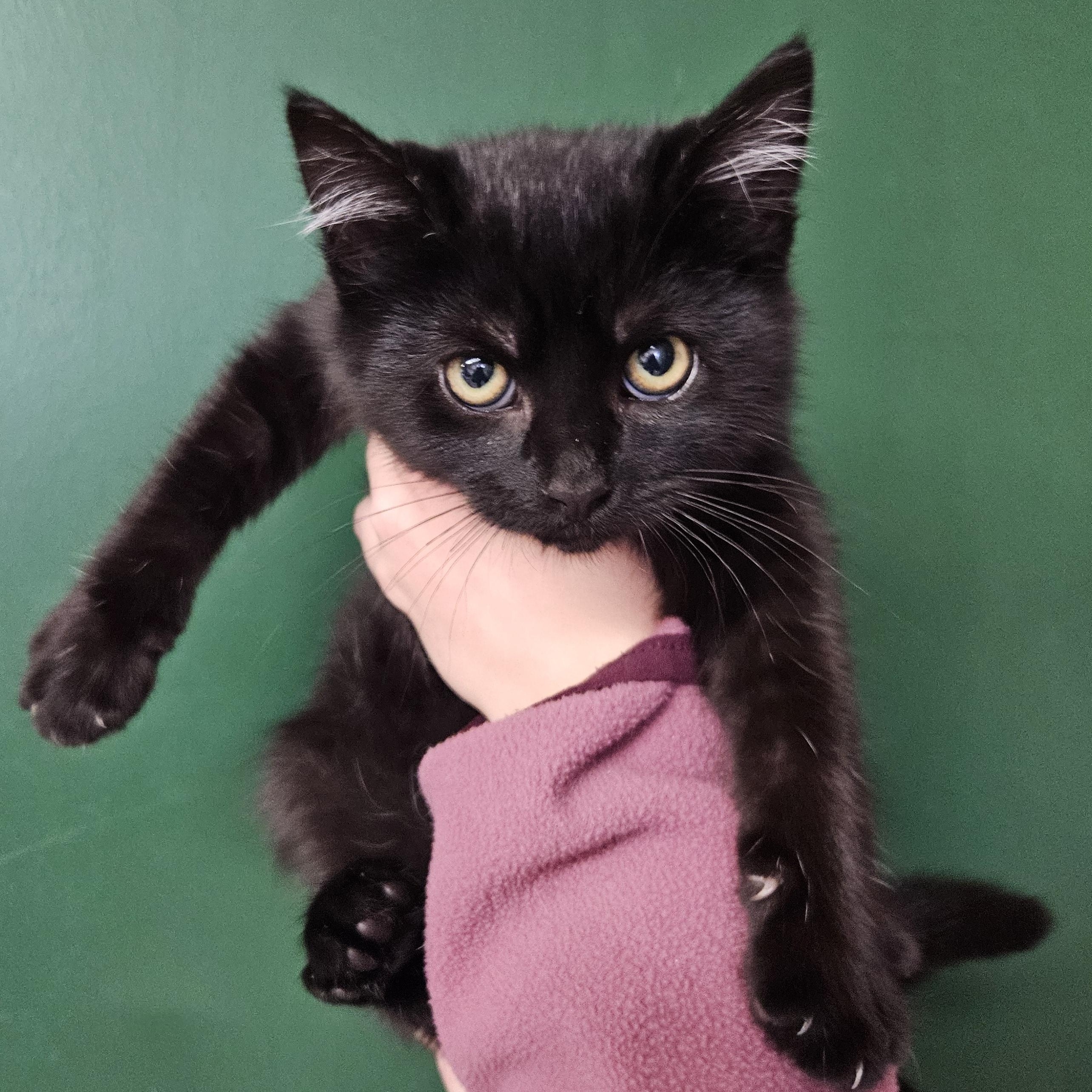Enlarge Jalapeño , a ADOPTABLE Domestic Short Hair in The Dalles, OR image 1/1